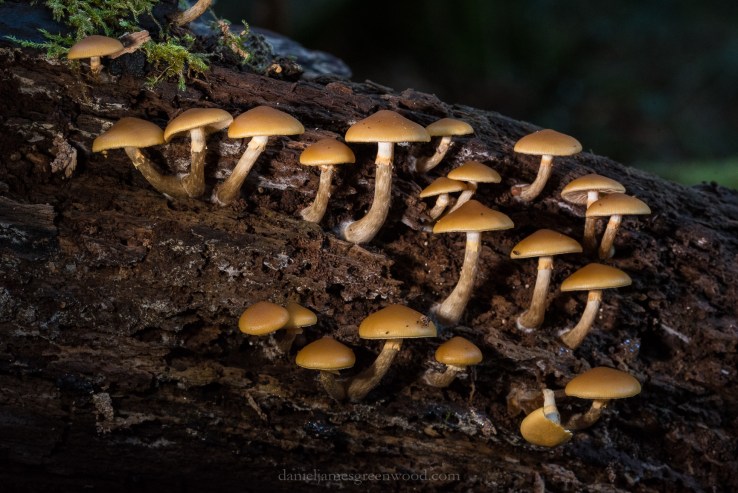 The Mens - 19-10-2018 djg (2)