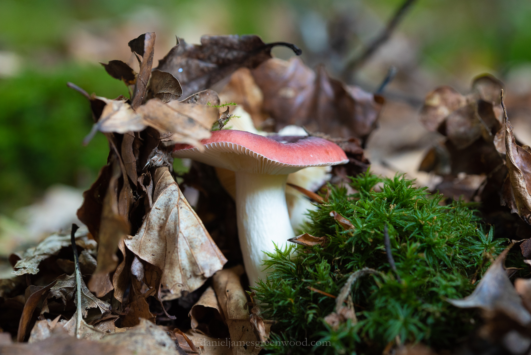 The Mens - 21-8-2018 djg-13