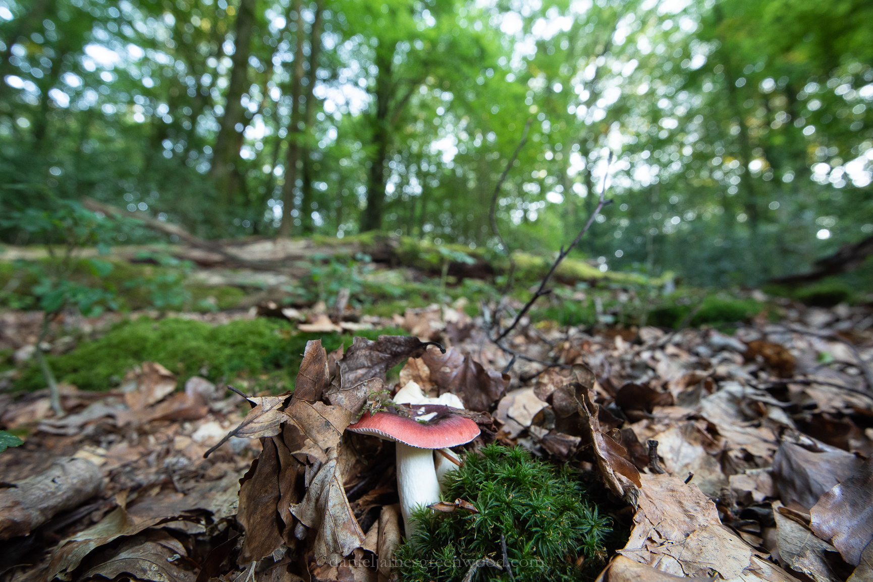 The Mens - 21-8-2018 djg-14