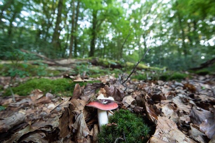 The Mens - 21-8-2018 djg-14