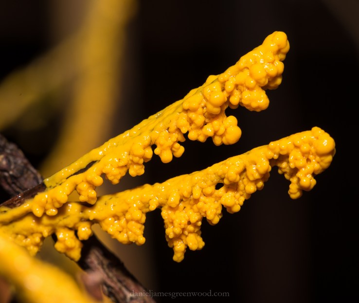 Weald - December 2018 djg-8