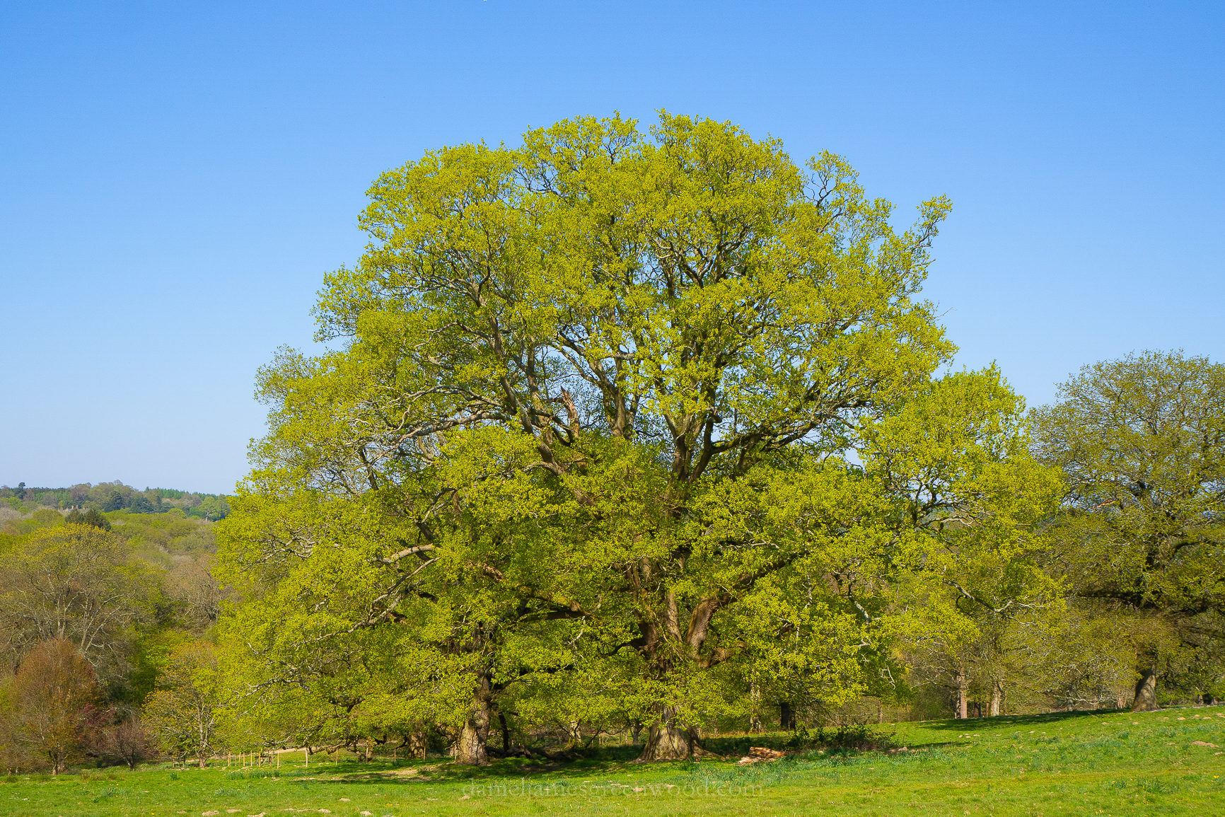 Nymans - 20-4-2019 djg-6