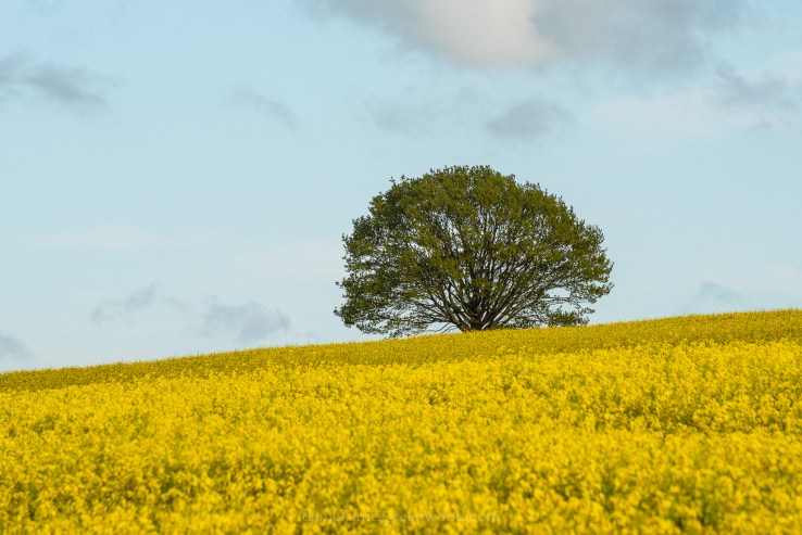 Shelleys - 26-4-2019 djg-122