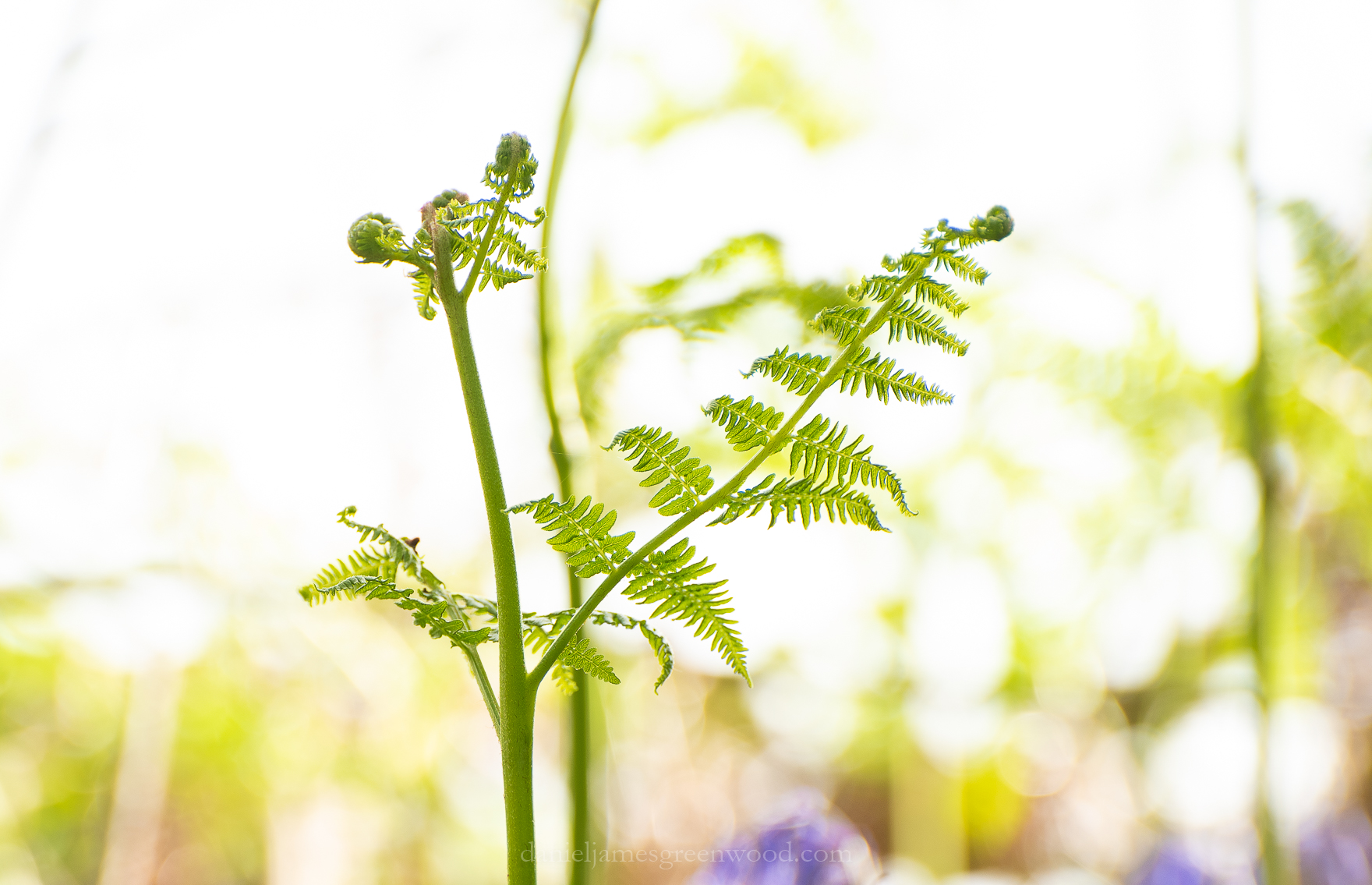 Shelleys - 26-4-2019 djg-14