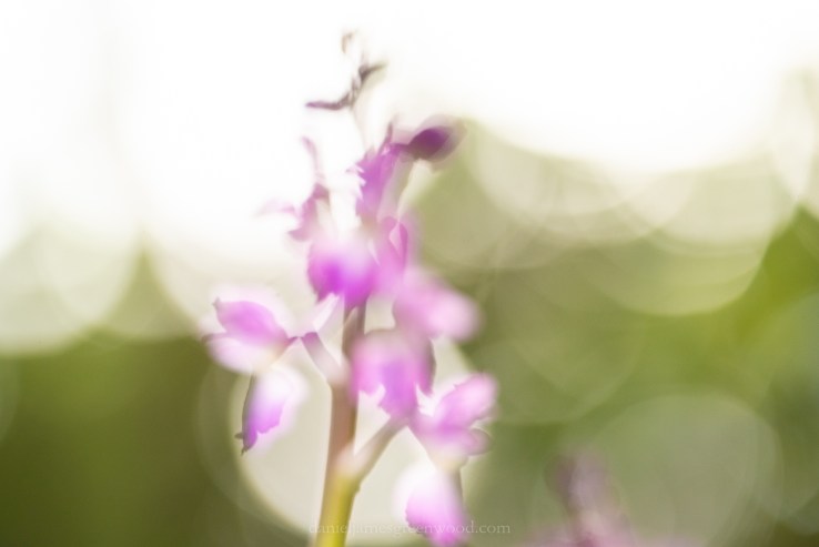 Shelleys - 26-4-2019 djg-17