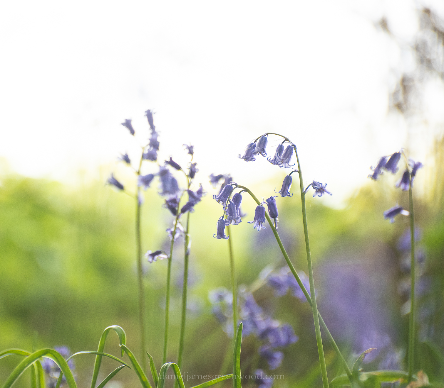 Shelleys - 26-4-2019 djg-4