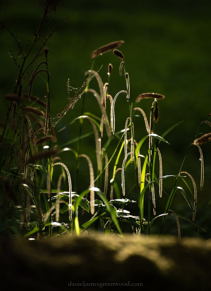 Shelleys - 26-4-2019 djg-99