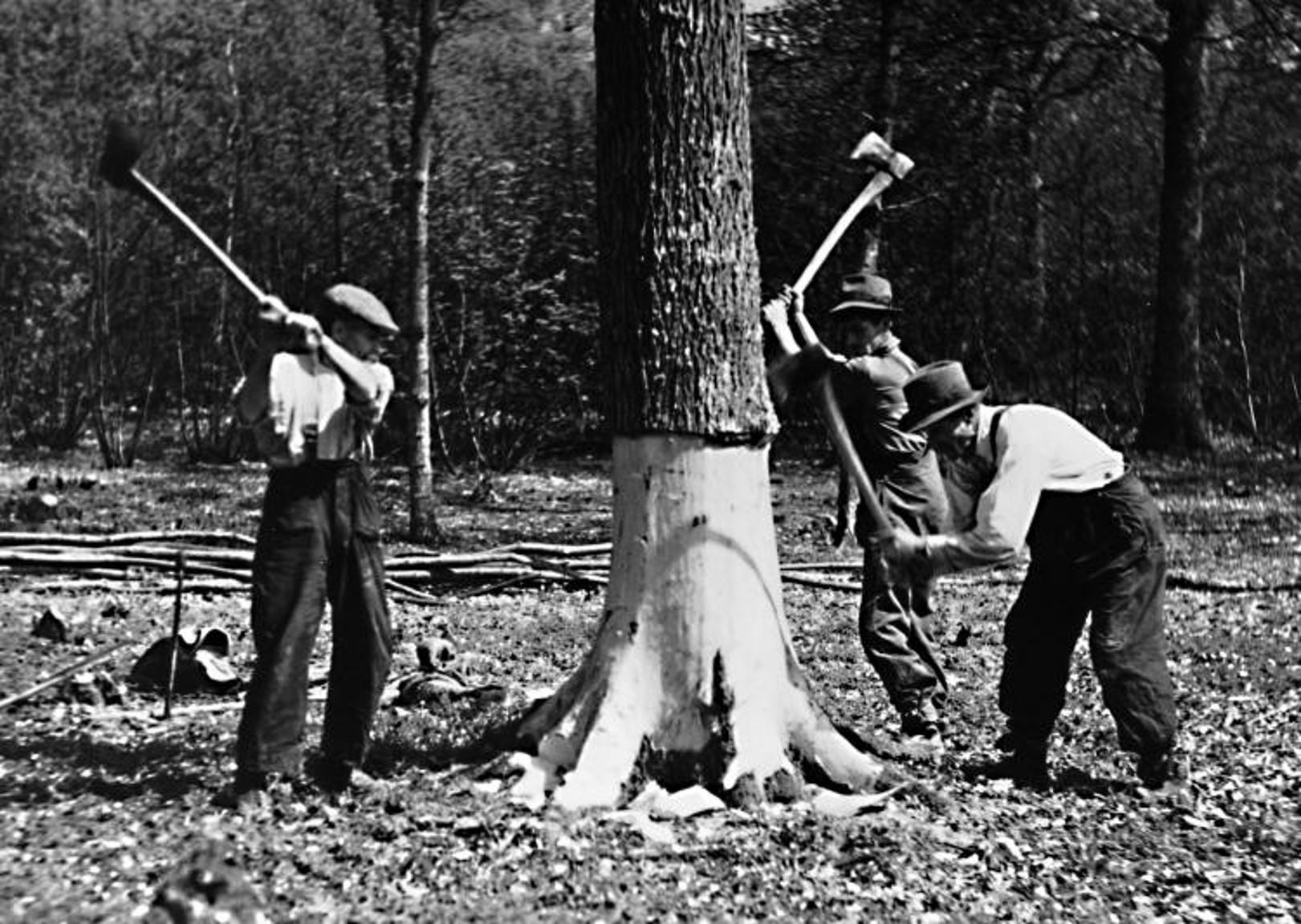 Tree-felling