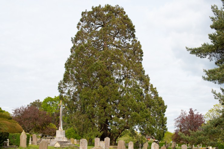 Cuckfield - 6-5-2019 hi-res-2