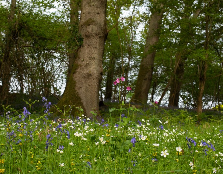 Cuckfield - 6-5-2019 jpeg-15.jpg