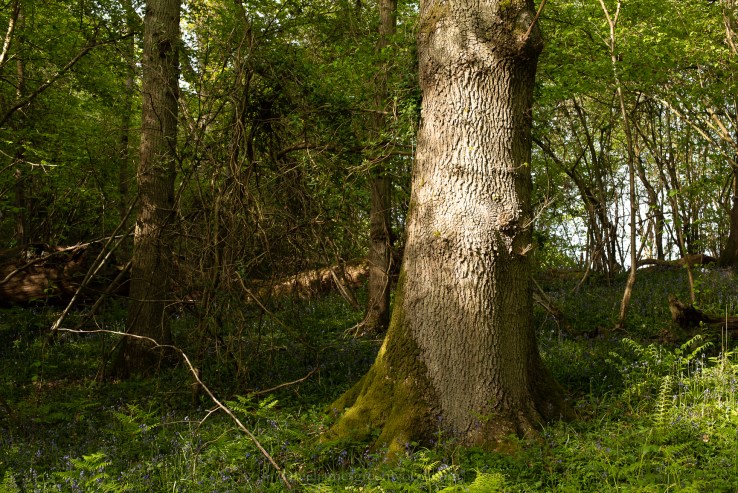 Cuckfield - 6-5-2019 jpeg-17.jpg