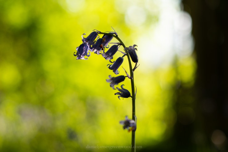 Cuckfield - 6-5-2019 jpeg-21.jpg