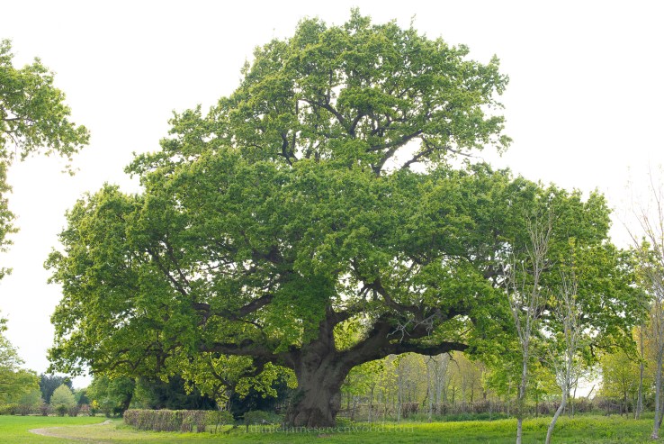 Cuckfield - 6-5-2019 jpeg-30.jpg