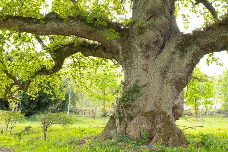 Cuckfield - 6-5-2019 jpeg-34.jpg