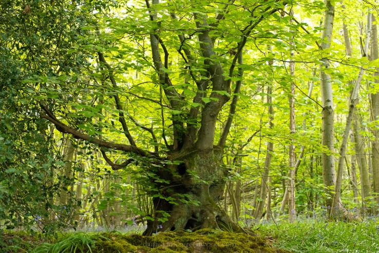 Cuckfield - 6-5-2019 jpeg-41.jpg