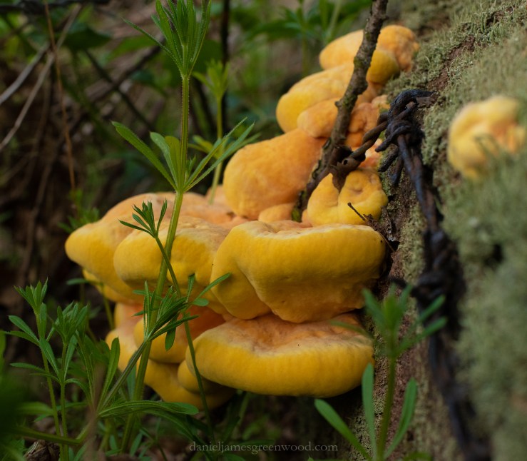 Cuckfield - 6-5-2019 jpeg-48.jpg