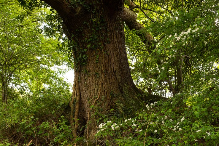 Cuckfield - 6-5-2019 jpeg-5