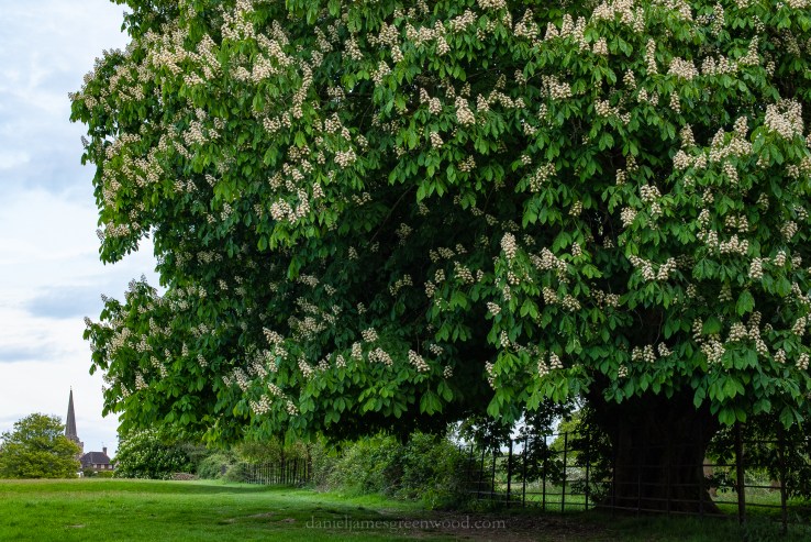 Cuckfield - 6-5-2019 jpeg-52.jpg