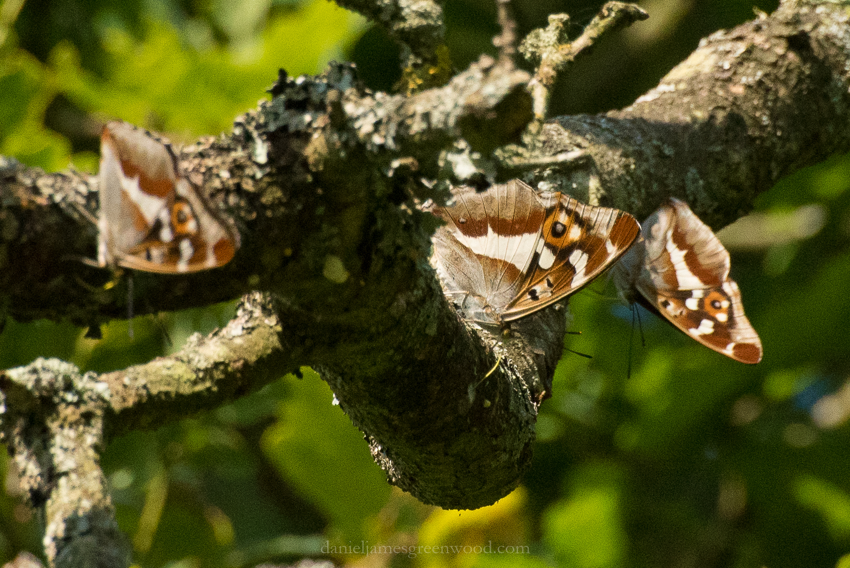 Knepp 24-6-18 djg-15