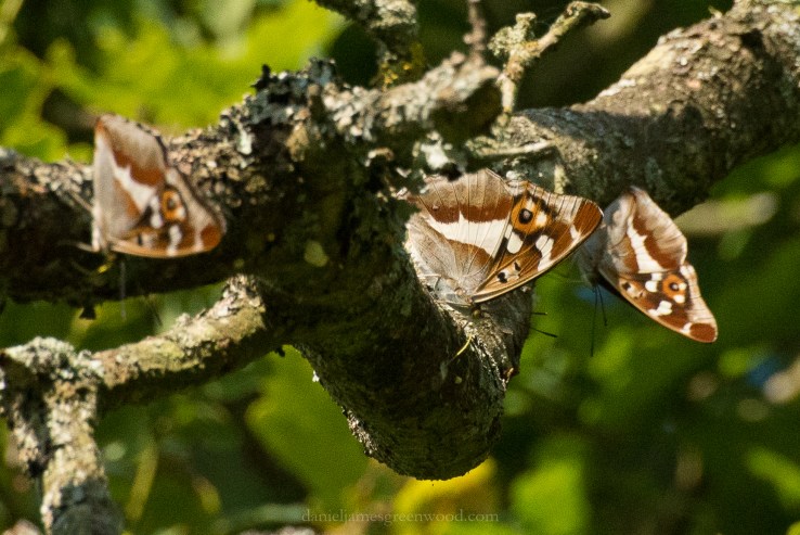 Knepp 24-6-18 djg-15