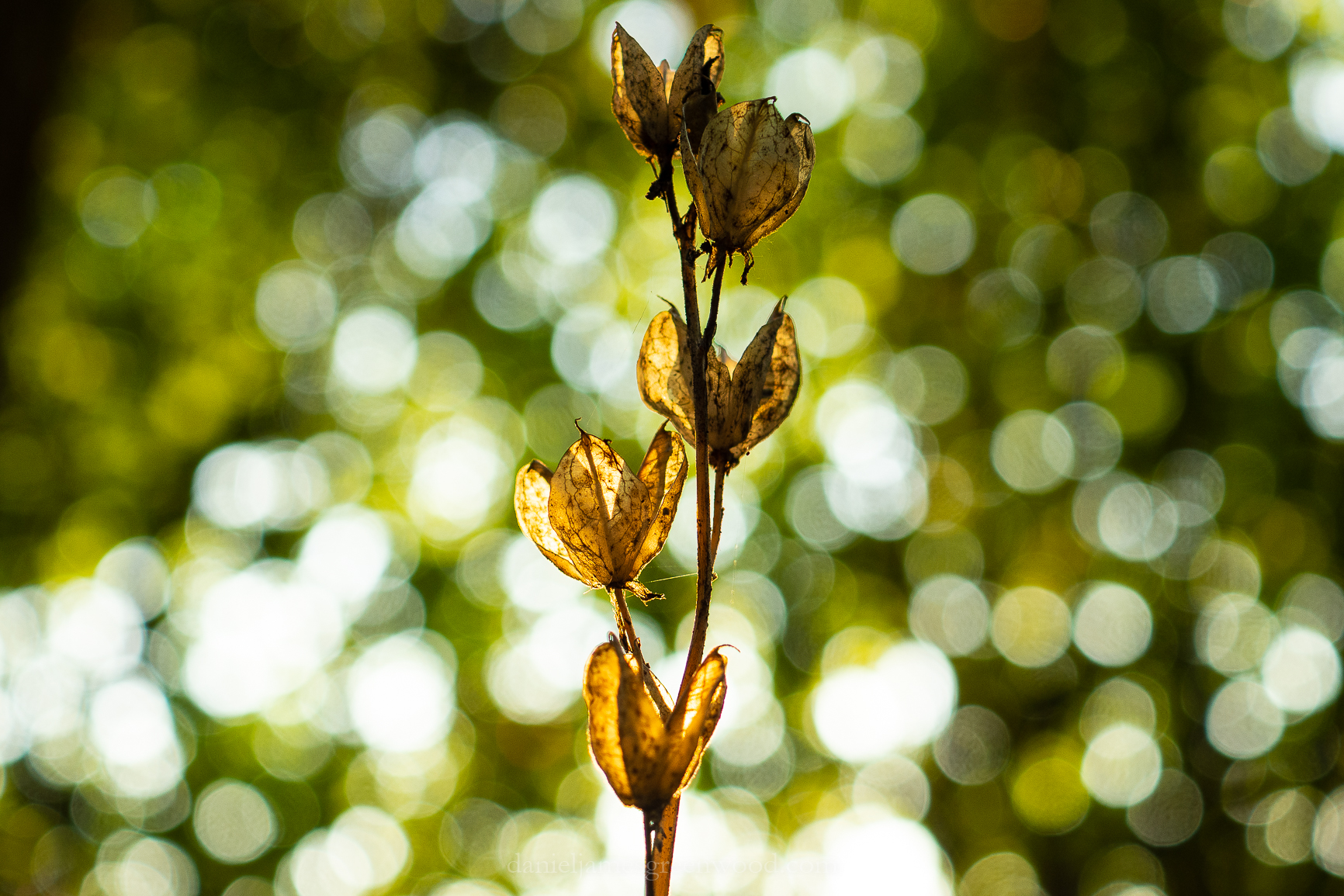 Ebernoe - 15-8-2019 djg-29