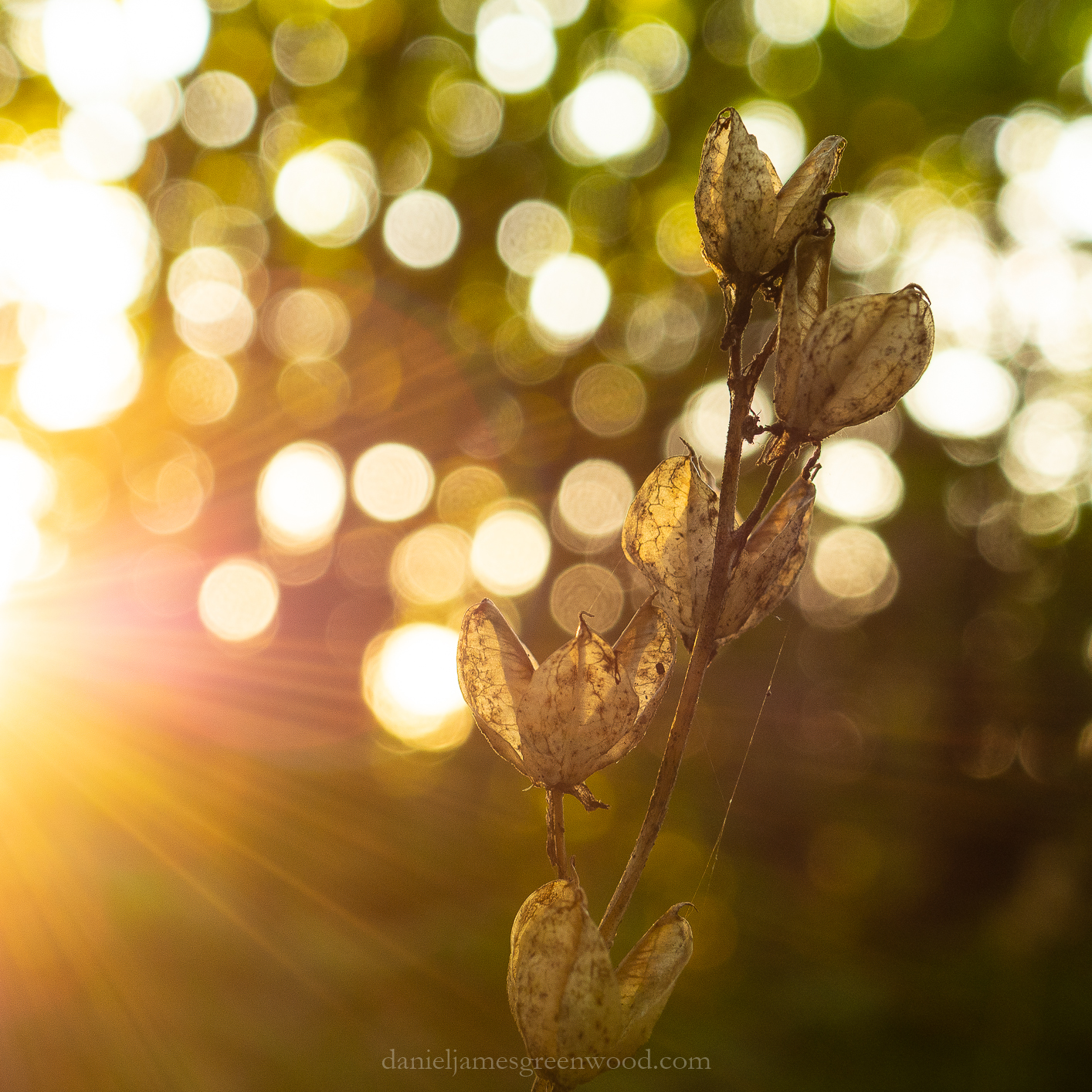 Ebernoe - 15-8-2019 djg-32