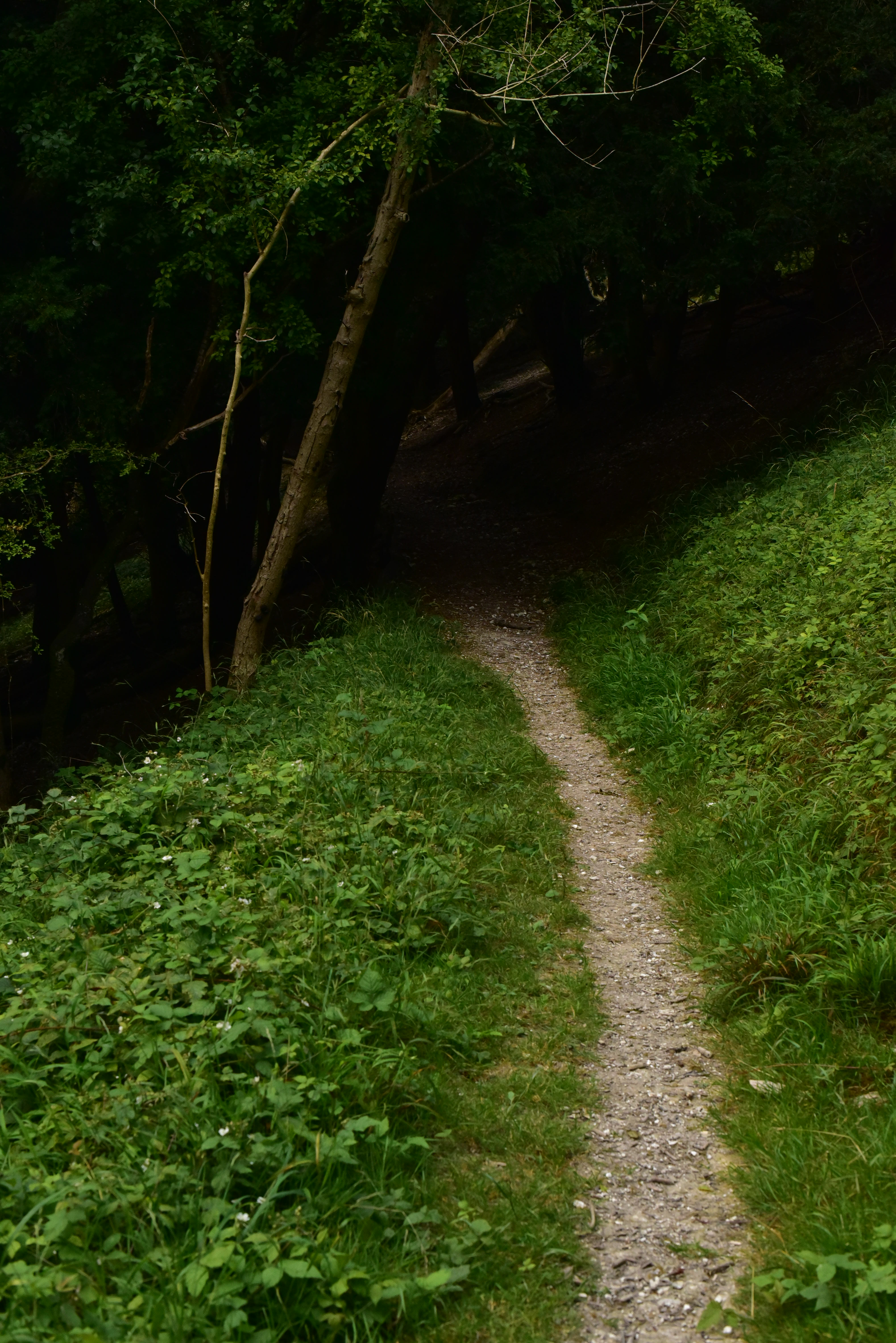 Midhurst-Singleton D750 - 8-8-2019 (99)