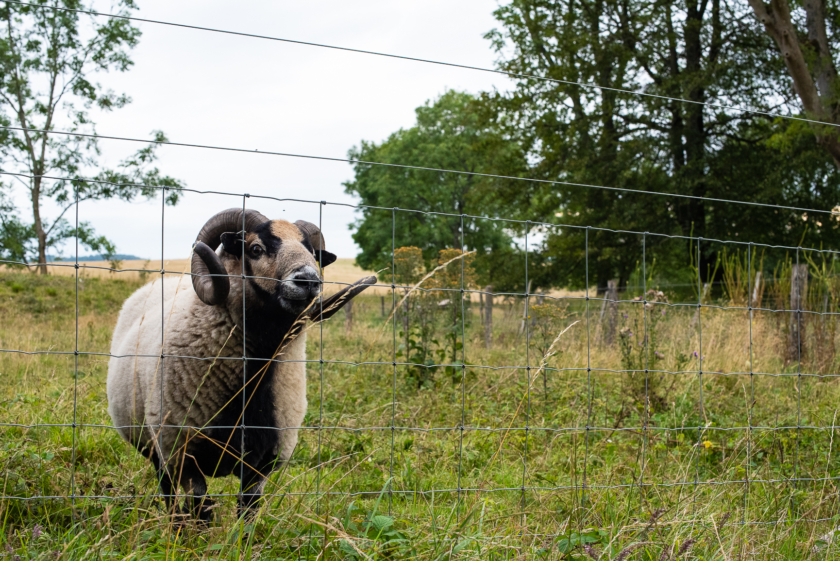 Mids-Singleton - 8-8-2019 djg-17