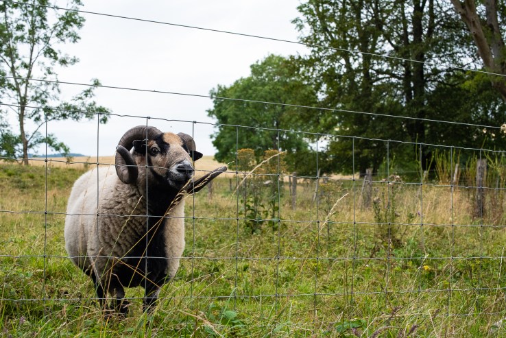 Mids-Singleton - 8-8-2019 djg-17