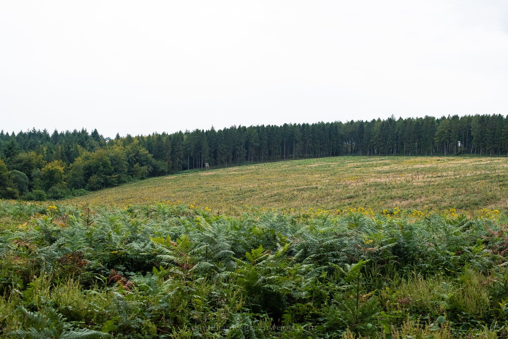 Mids-Singleton - 8-8-2019 djg-18