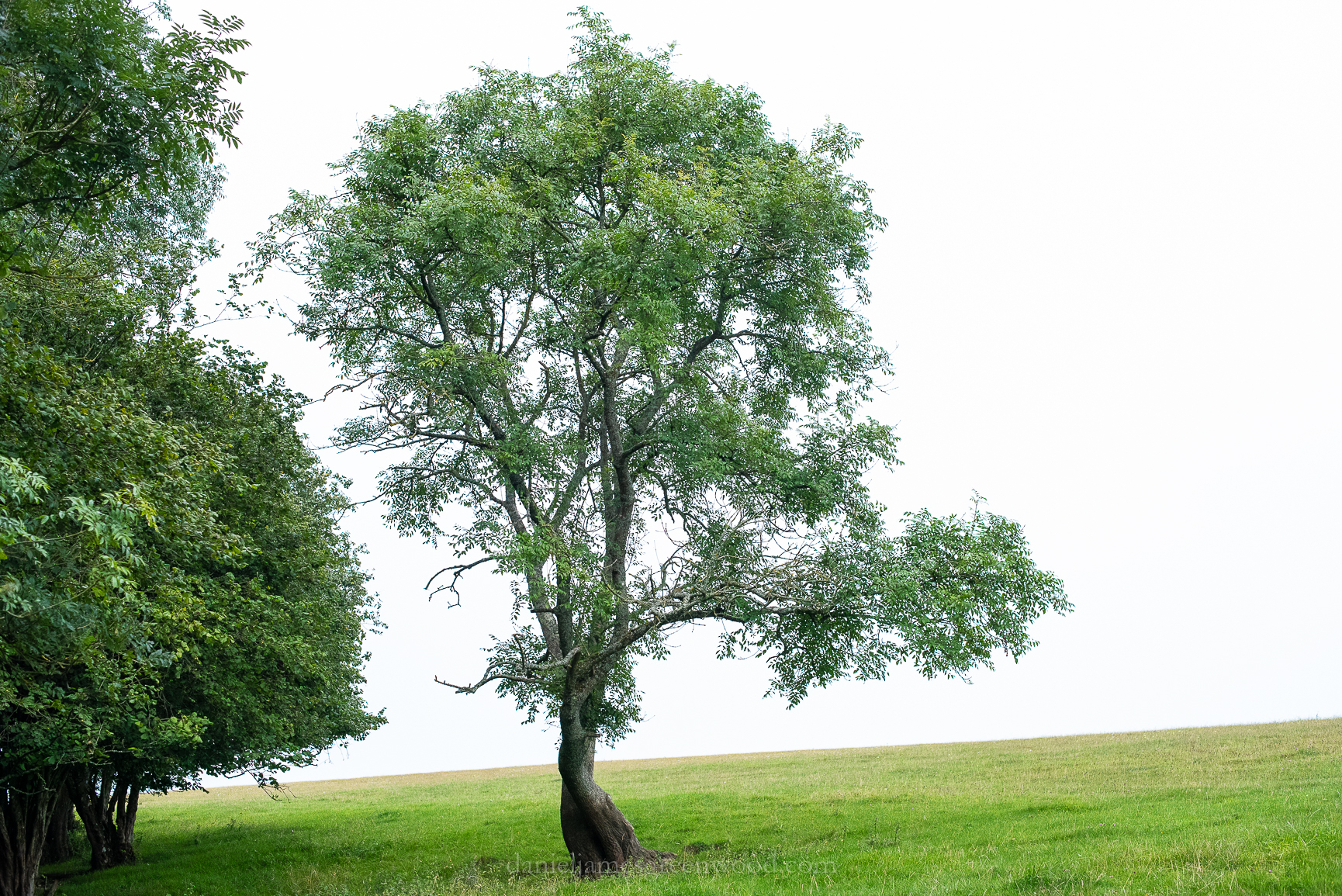 Mids-Singleton - 8-8-2019 djg-19