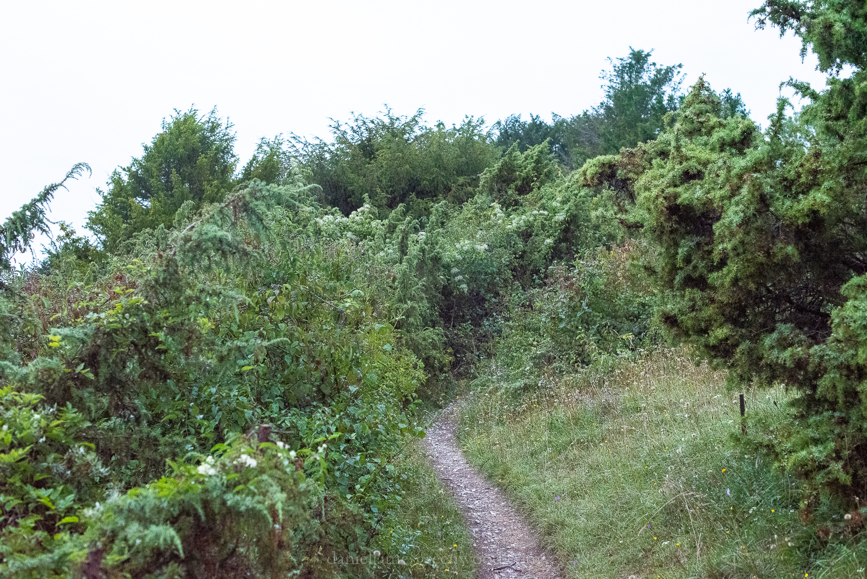 Mids-Singleton - 8-8-2019 djg-23