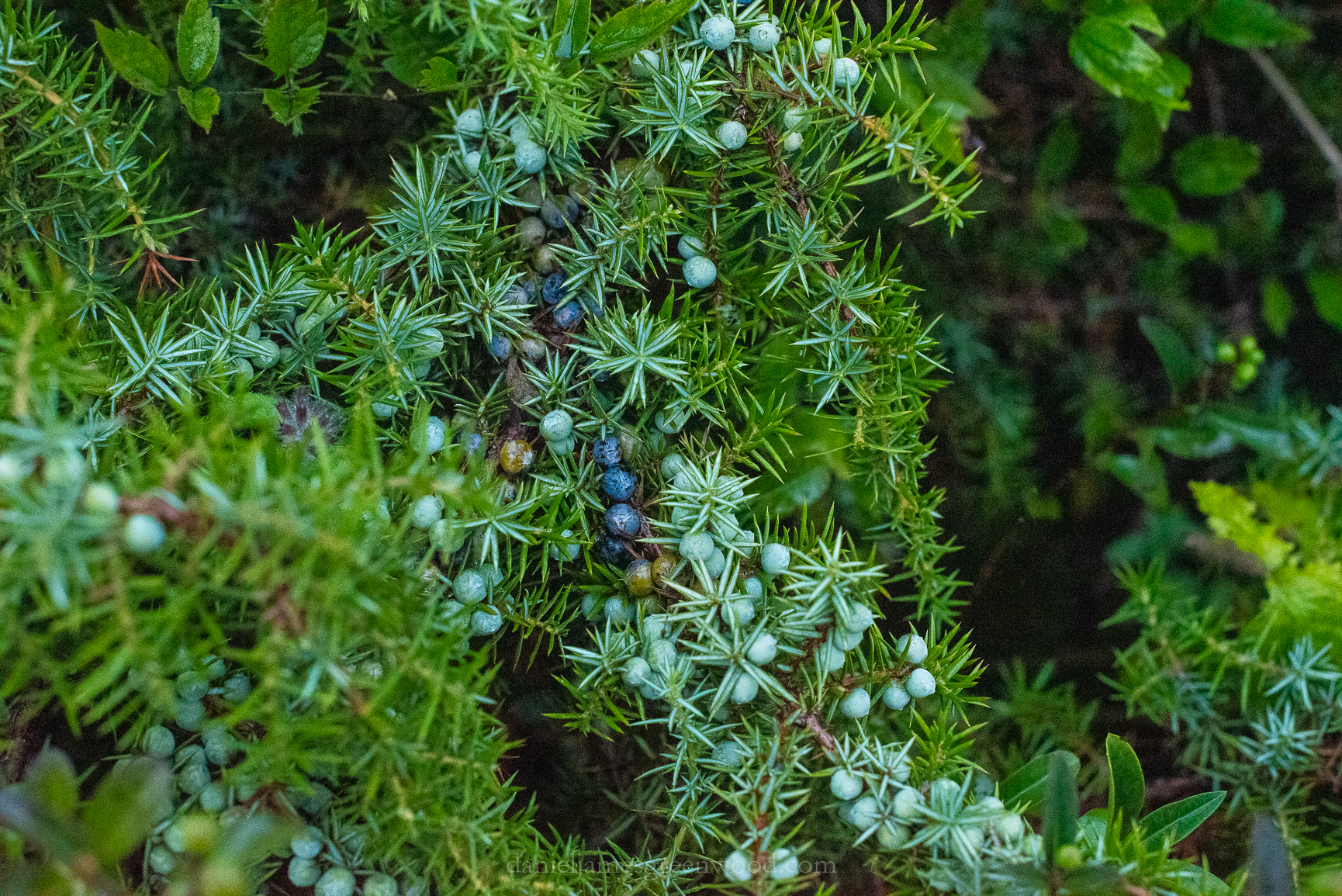 Mids-Singleton - 8-8-2019 djg-24