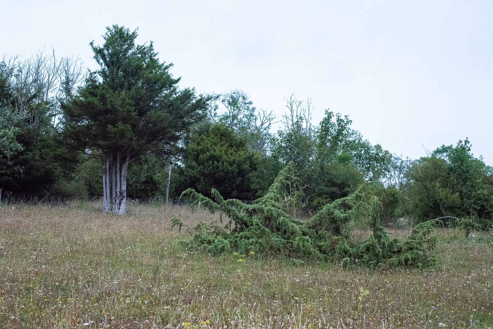 Mids-Singleton - 8-8-2019 djg-27