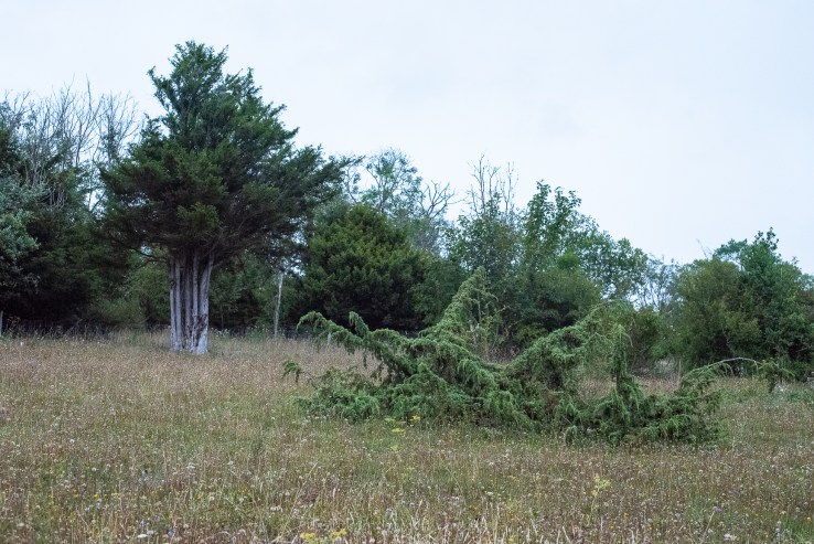 Mids-Singleton - 8-8-2019 djg-27