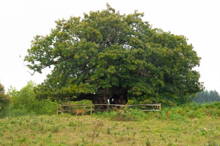 Cowdray Park - 16-9-2019 djg lo-res-14