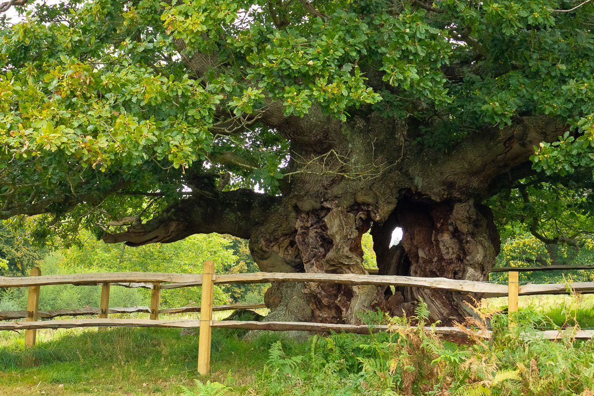 Cowdray Park - 16-9-2019 djg lo-res-15