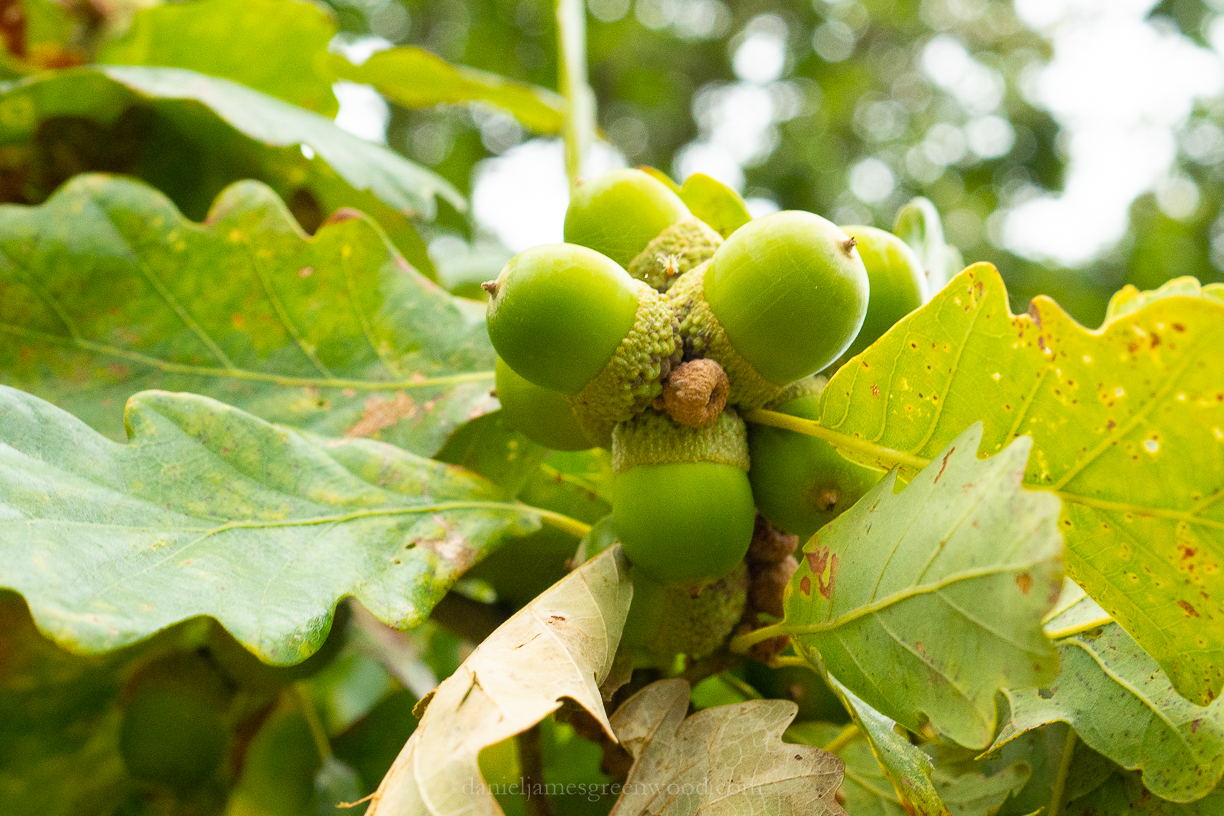 Cowdray Park - 16-9-2019 djg lo-res-16