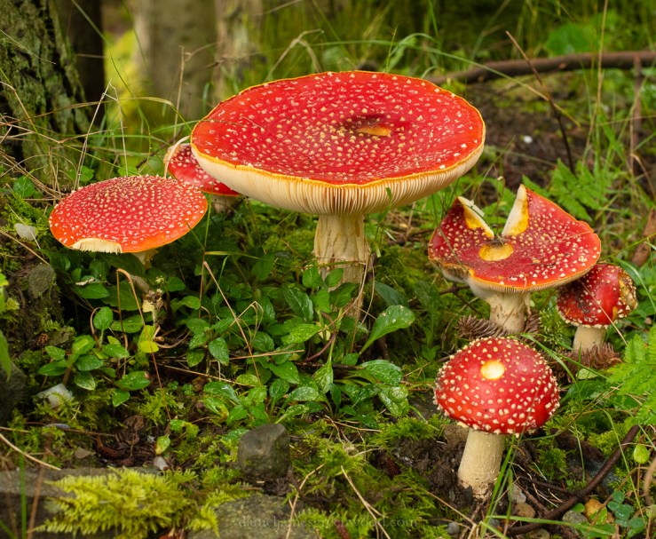 Scotland - September 2019 djg lo-res-24