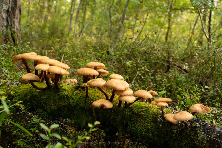 Scotland - September 2019 djg lo-res-49