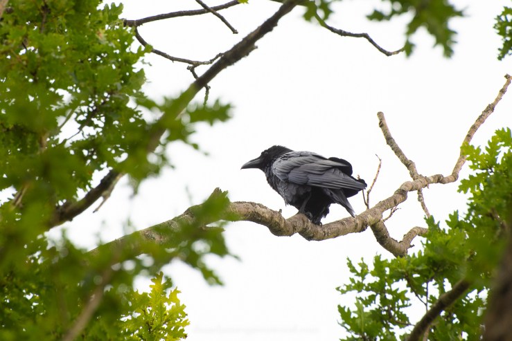 Scotland - September 2019 djg lo-res-60
