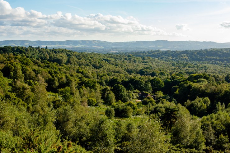 WB-MH - 29-8-2019 djg-5