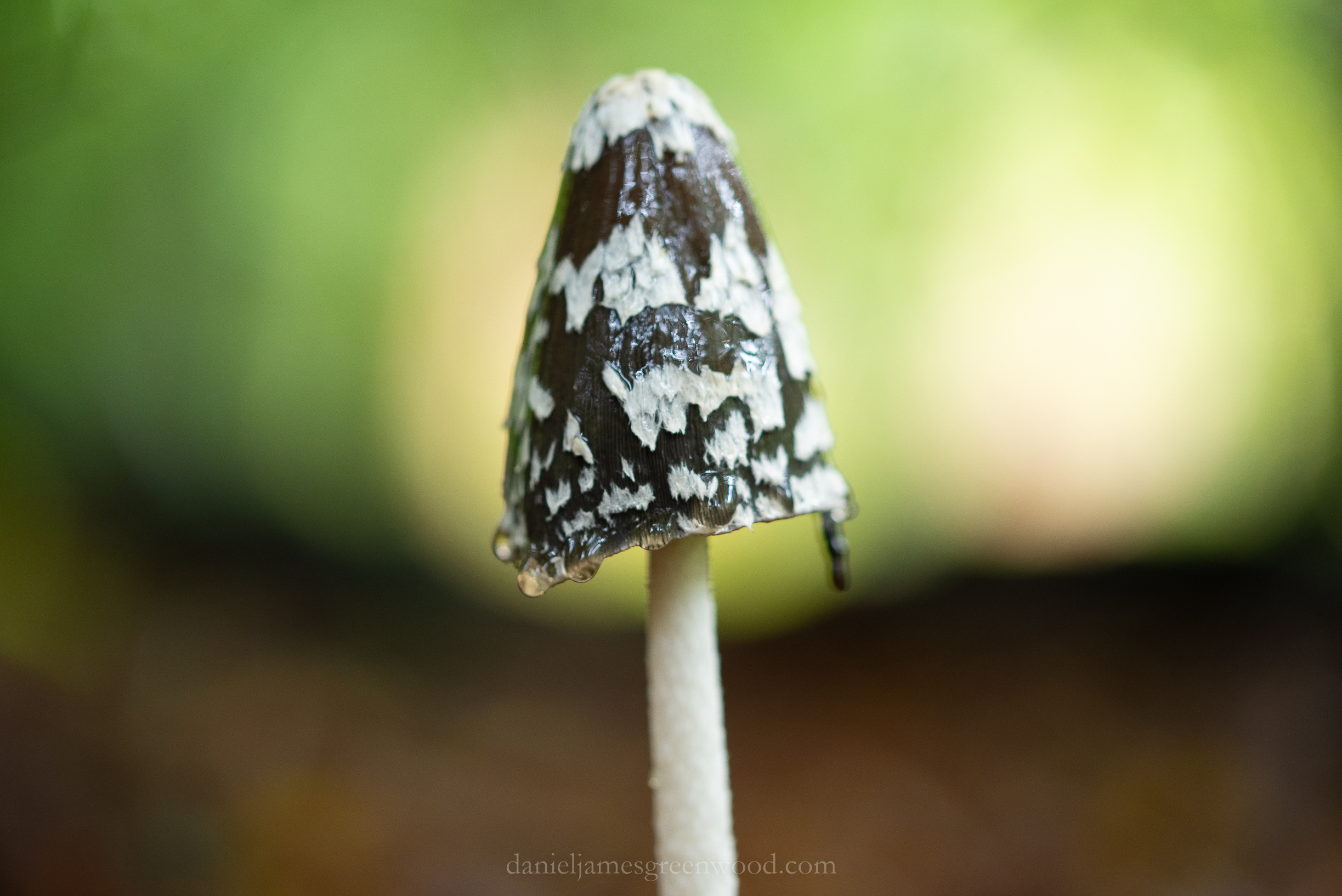 Ebernoe - 11-10-2019 djg-1