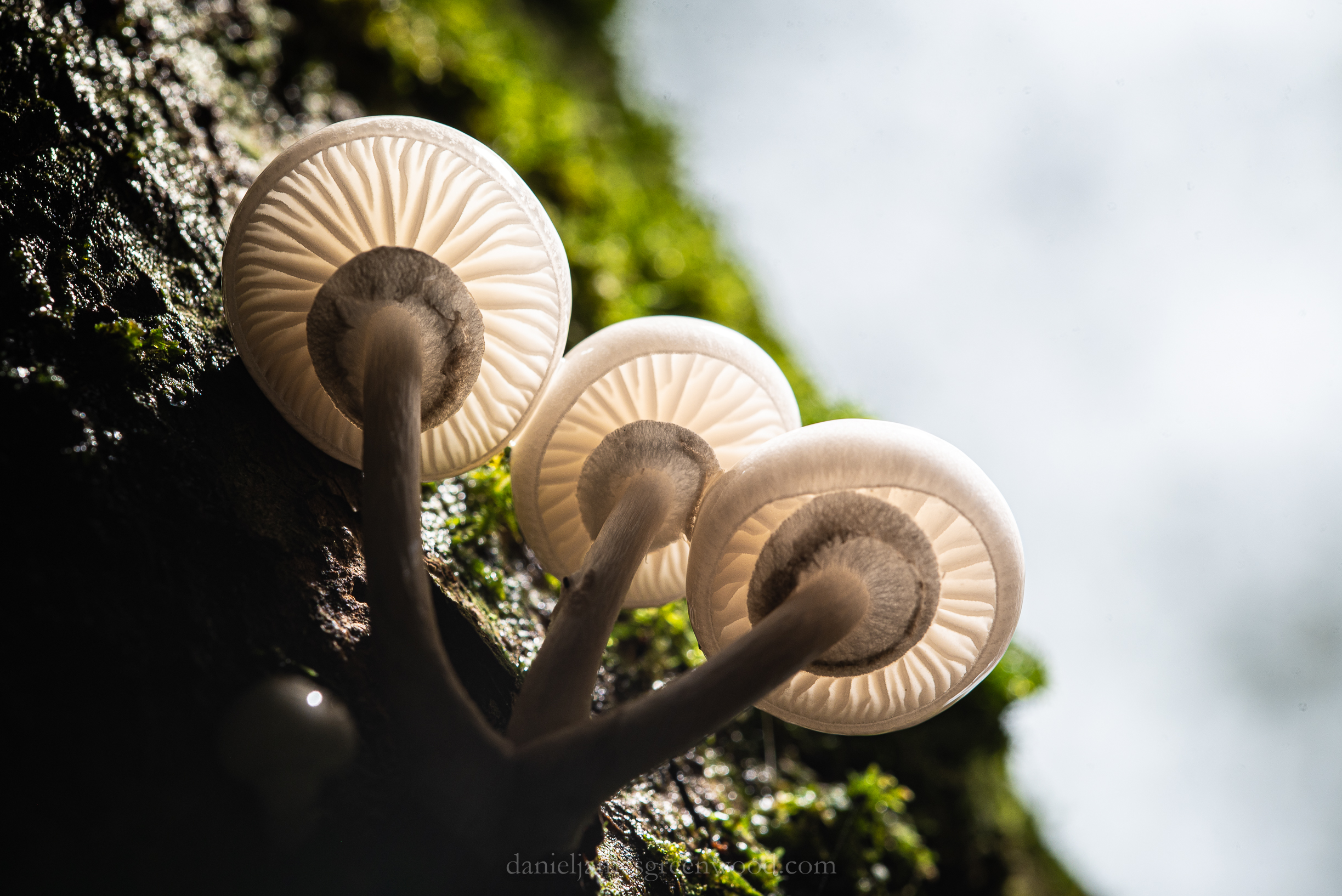 Ebernoe - 11-10-2019 djg-13