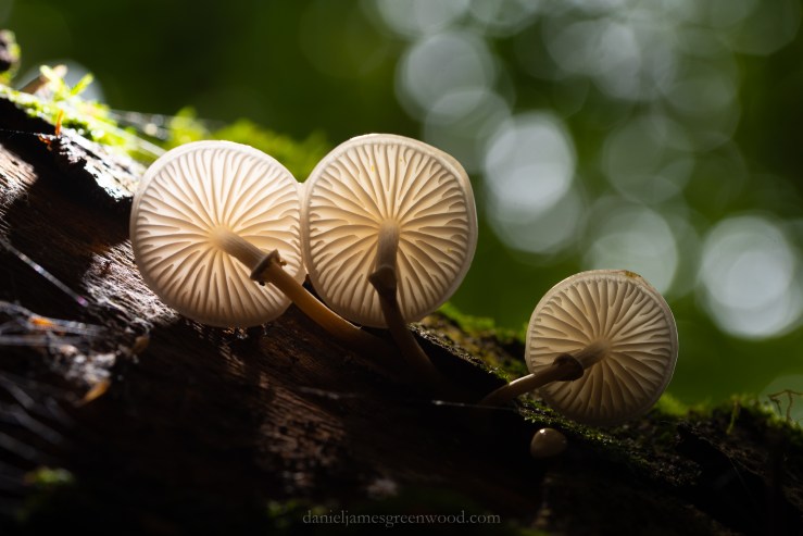 Ebernoe - 11-10-2019 djg-20