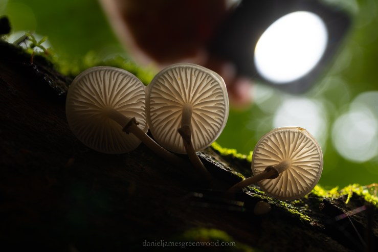 Ebernoe - 11-10-2019 djg-21