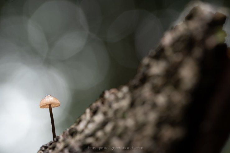 Ebernoe - 11-10-2019 djg-38