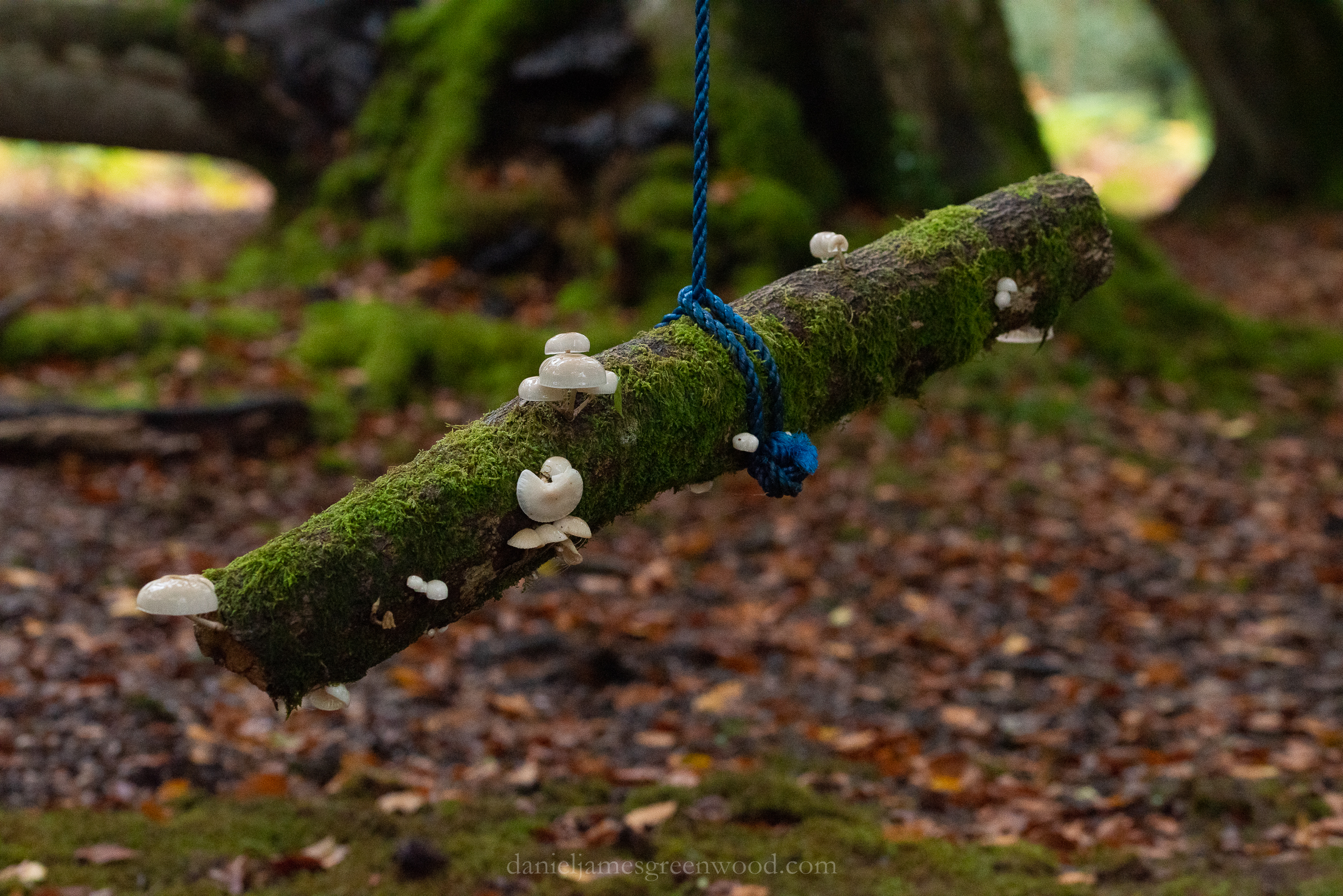 Ebernoe - 11-10-2019 djg-42