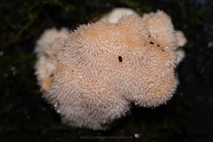 Ebernoe - 11-10-2019 djg-47