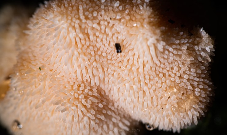 Ebernoe - 11-10-2019 djg-50